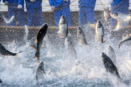 關于加強水產養殖用投入品監管的通知