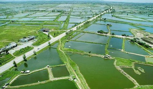 秋季漁業管理5大要點與畜牧漁業飼料銷售策略