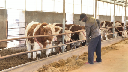 【鄉(xiāng)村行·看振興】高臺(tái) “畜”勢(shì)勃發(fā)牧歌歡——畜牧漁業(yè)飼料銷(xiāo)售助力產(chǎn)業(yè)興旺